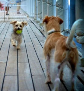 Queen Mary is the only ship in the world to offer dedicated kennels for dogs and cats (photo credit Simone Seckington) (PRNewsFoto/Cunard)