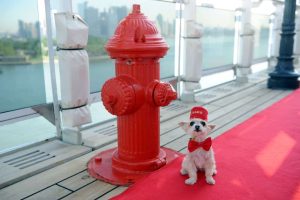 Ella Bean, a Yorkie mix, enjoys the remastered kennels on the Queen Mary 2, the only passenger liner to carry pets, Wednesday, July 6, 2016, at Brooklyn Cruise Terminal in New York, its U.S. homeport.  The Queen Mary 2 spent 25 days in dry dock and a refit that cost in the region of $132 million, renovating its staterooms, restaurants and public areas.  (Diane Bondareff/AP Images for Cunard)