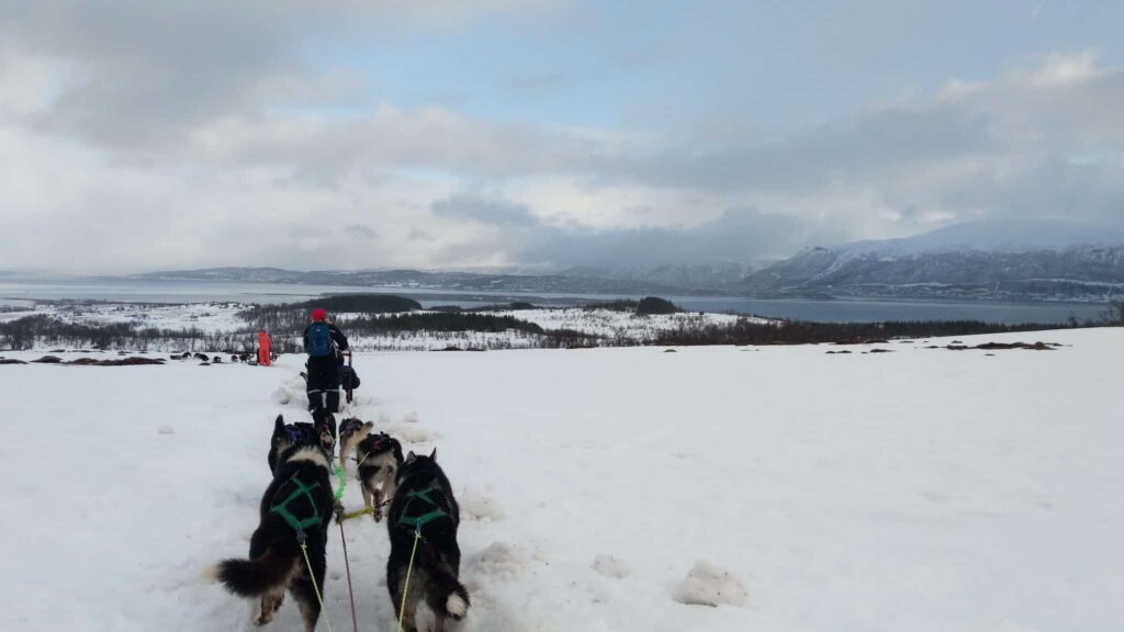 Dogsledding in Tromso, Norway