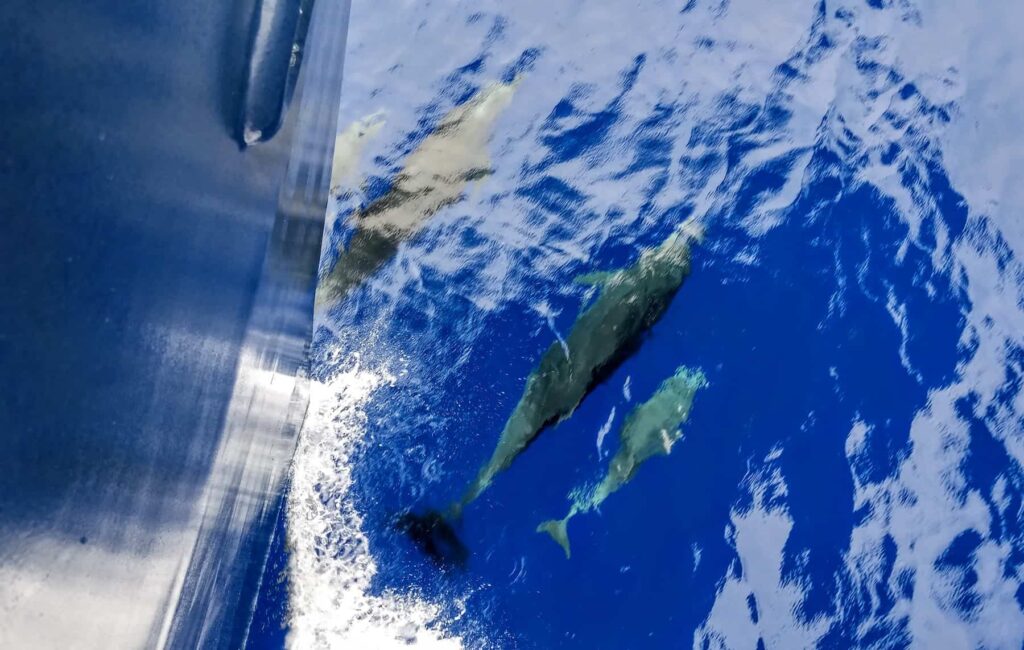 pod of dolphins under UnCruise Adventure's Ship