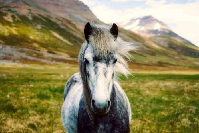 Wild pony in Iceland