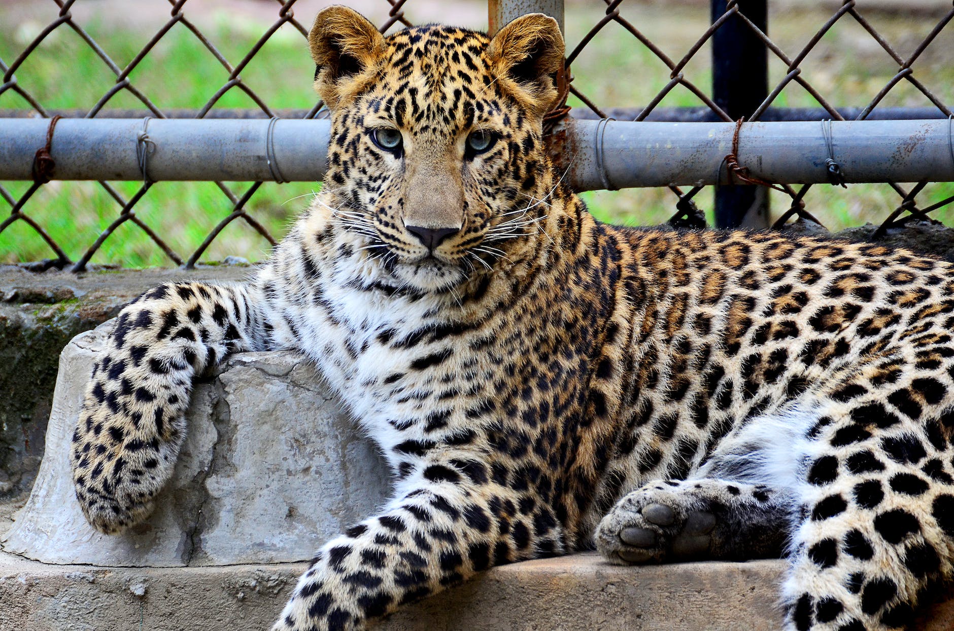 Must-Visit Zoos in the World
